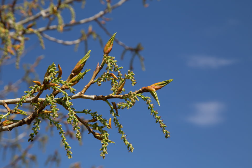 Balsam poplar