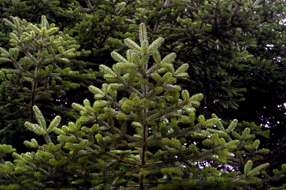 Balsam poplar