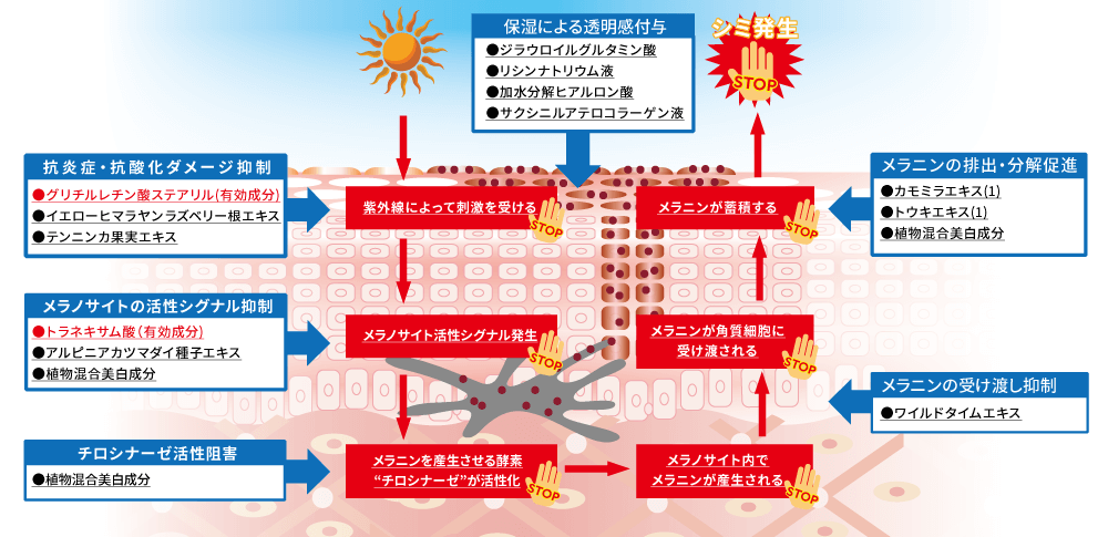 HC美白クリームの全方位美白ケア