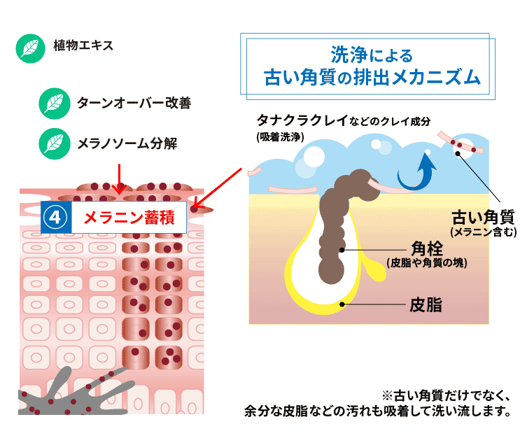 メラニンを含む古い角質の排出