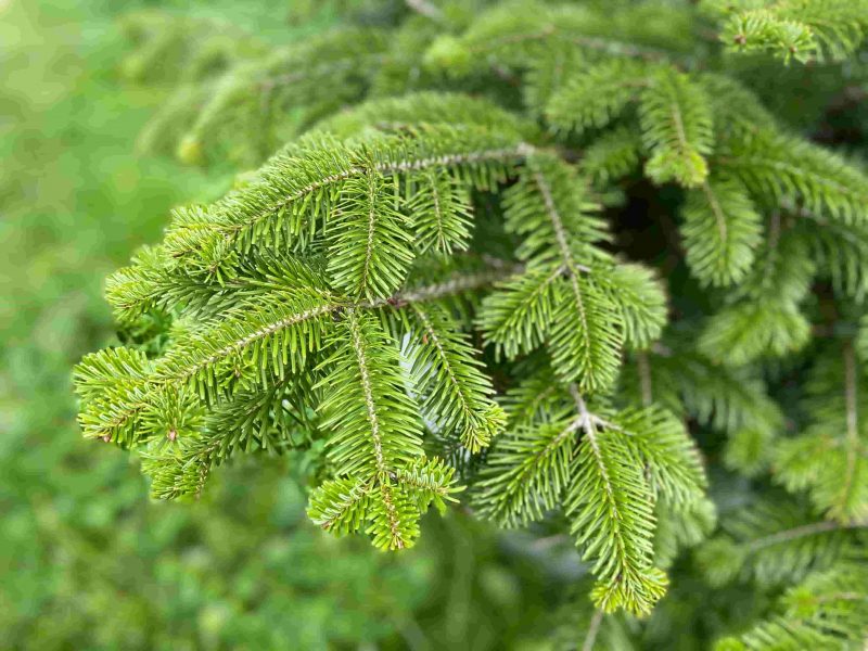 Balsam fir