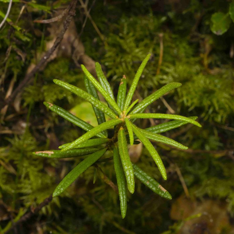 Labrador tea