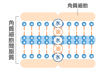 角質細胞間脂質